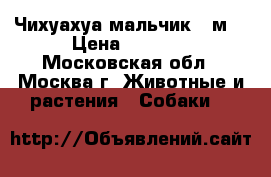 Чихуахуа мальчик 2 м. › Цена ­ 8 000 - Московская обл., Москва г. Животные и растения » Собаки   